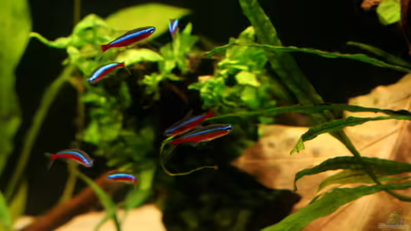 Rote Neons von Tadeus72 (4)