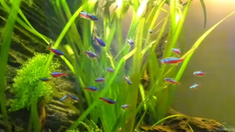 Rote Neons von Thorsten G. (35)