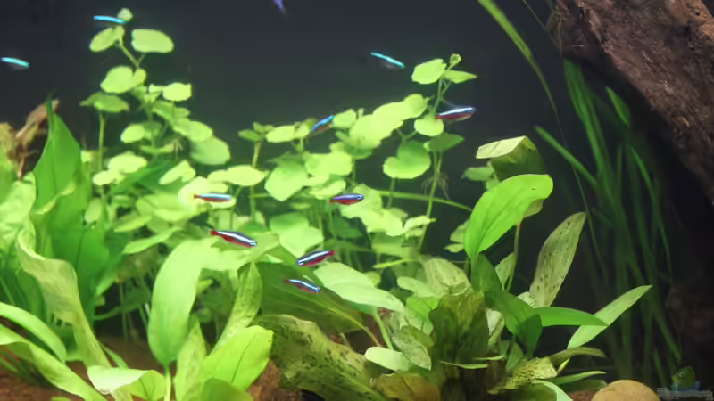 Rote Neon´s von urml87 (34)