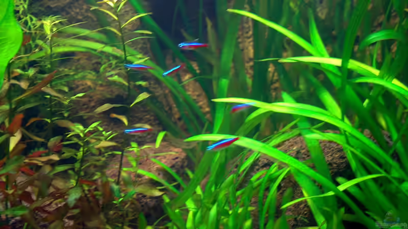 Rote Neonsalmler (Paracheirodon axelrodi) von mgrafix (9)