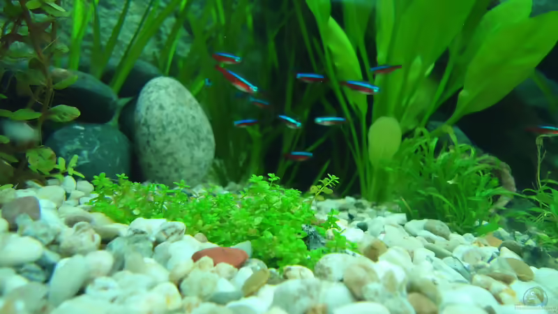 rote Neonsalmler von atom010 (41)