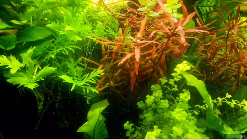 Rote Pflanzen von Scaper (4)