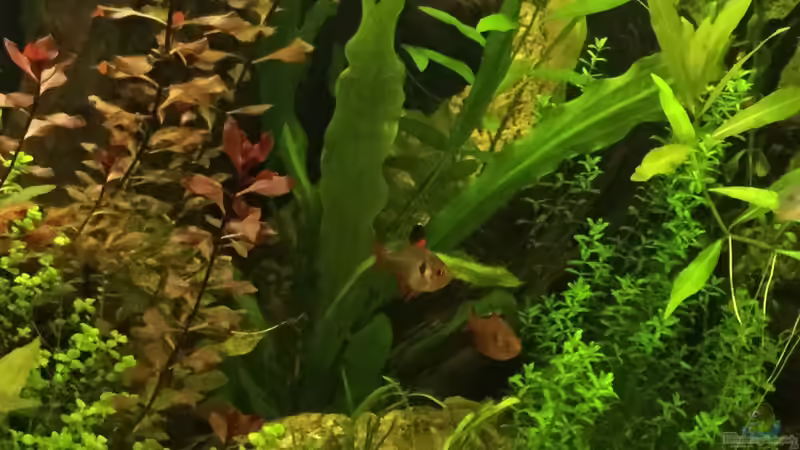 Rote Phantomsalmler  von Tobim02 (9)