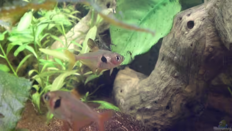 rote Phantomsalmler von ChrisW (9)