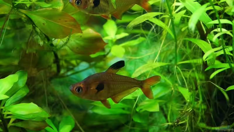 rote Phantomsalmler von Guido Seifert (11)