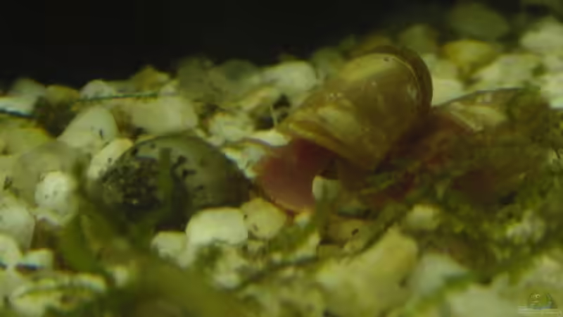 Rote PHS und TDS von Philipp Schmitt (5)