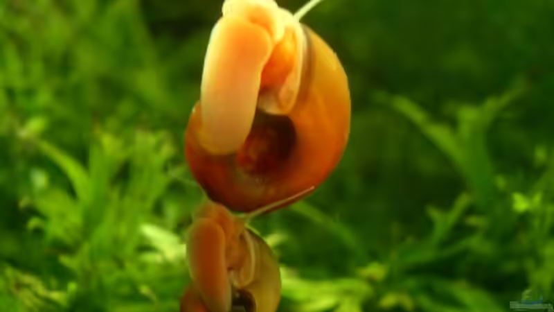 rote PHS von Lewino (7)