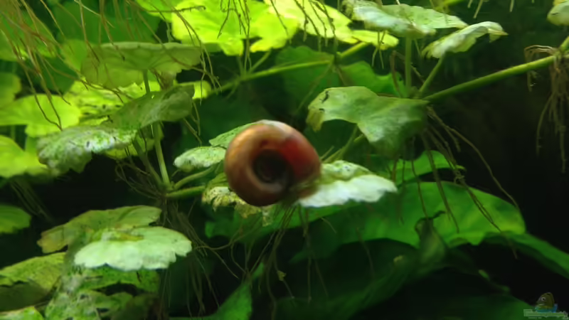 rote Posthorn von Muschelherz (29)