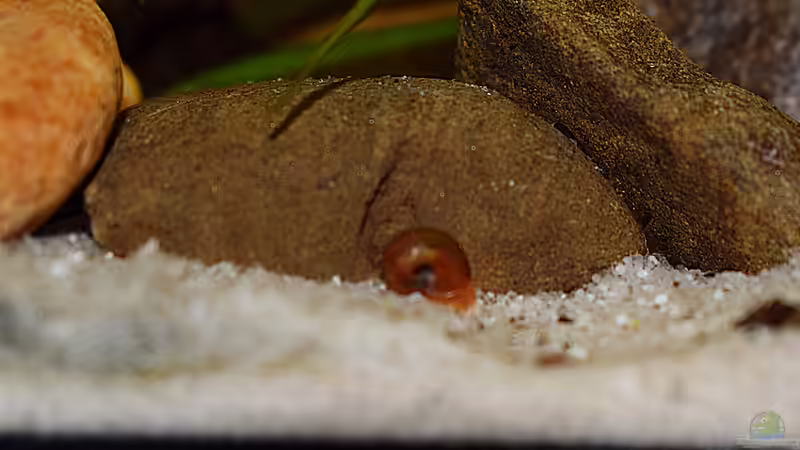 Rote Posthornschnecke am 22.12.2019 von David Schneider Aquaristik (42)