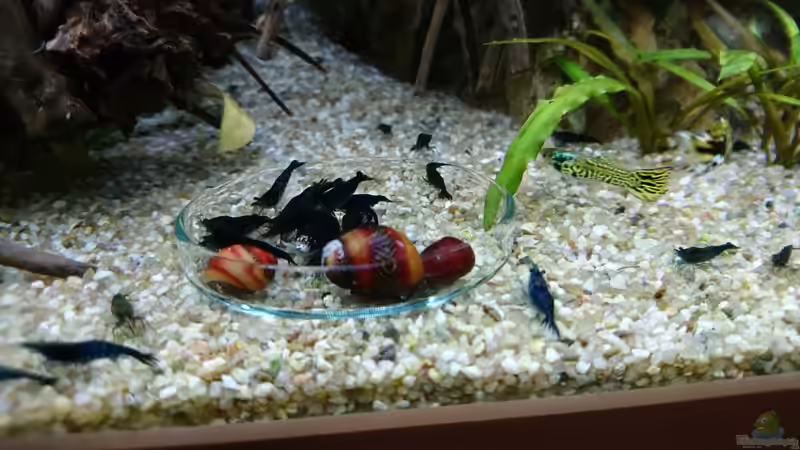 Rote Rennschnecke  von Inuki (29)