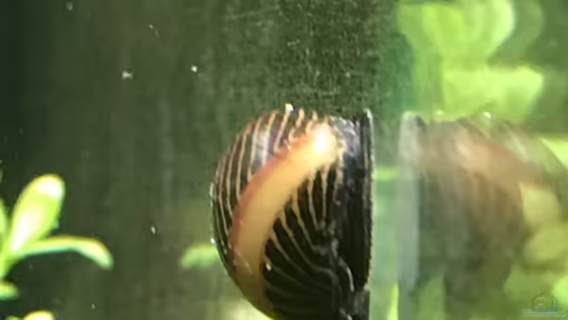 Vittina waigiensis im Aquarium halten (Einrichtungsbeispiele für Rote Rennschnecke)
