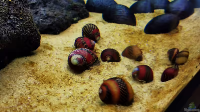 Rote Rennschnecke und Anthrazit Napfschnecke von David Schneider Aquaristik (45)