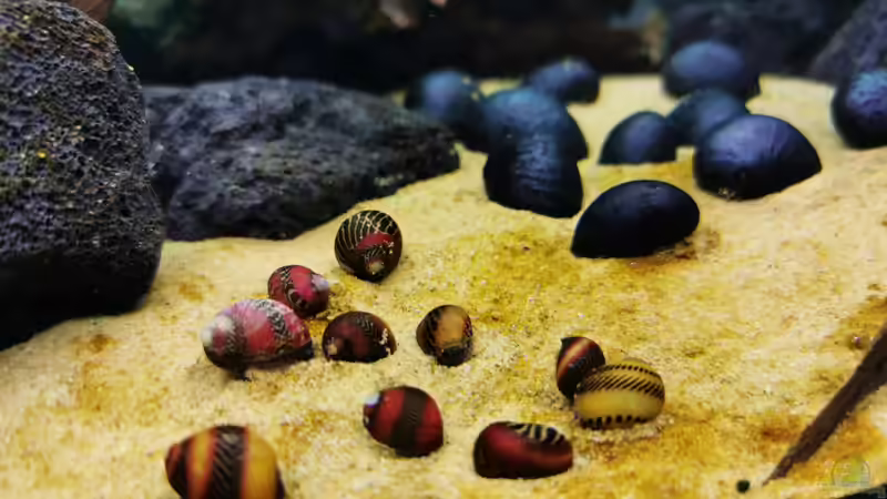 Rote Rennschnecke und Anthrazit Napfschnecke von David Schneider Aquaristik (47)