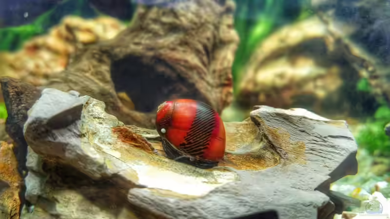 Rote Rennschnecke von Solvin (6)