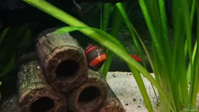 Vittina waigiensis im Aquarium halten (Einrichtungsbeispiele für Rote Rennschnecke)