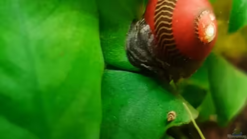 Vittina waigiensis im Aquarium halten (Einrichtungsbeispiele für Rote Rennschnecke)