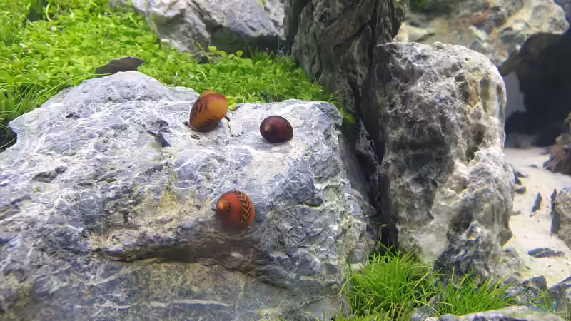 rote Rennschnecken von similis (39)