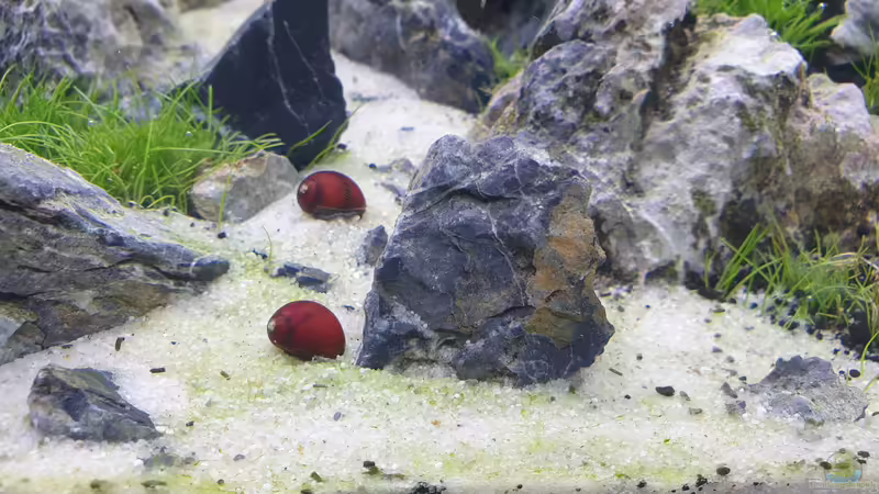 rote Rennschnecken von similis (40)