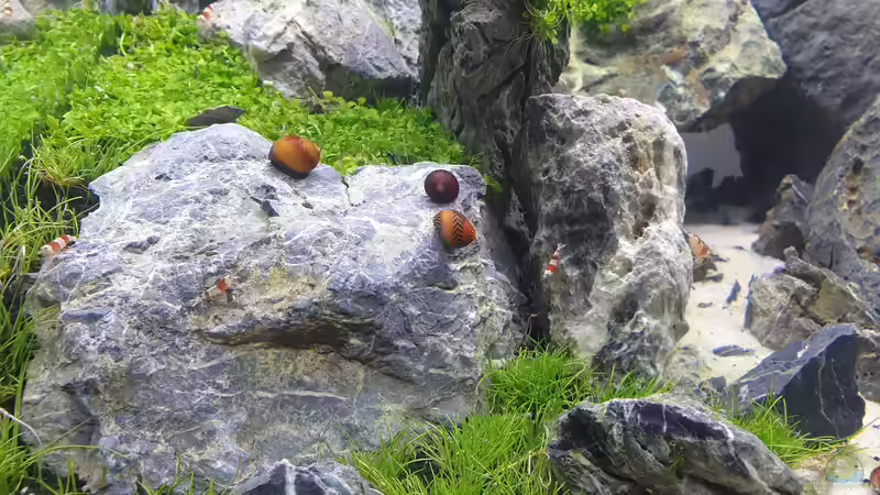 rote Rennschnecken von similis (41)