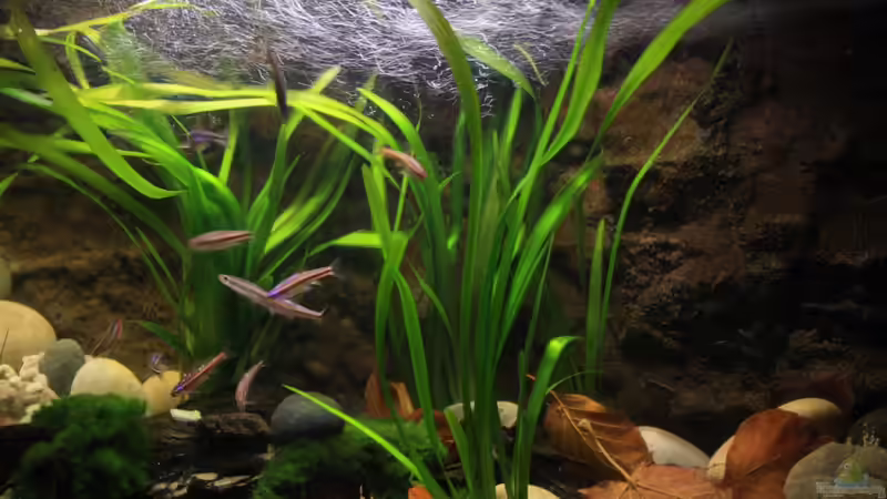 Rote Riesenvallisneria / Vallisneria rubra serpenta von Florian Bandhauer (22)