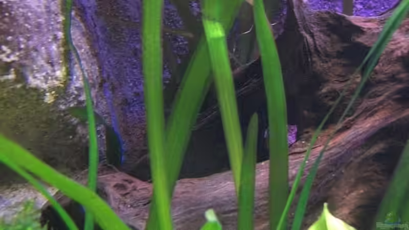 Rote Riesenvallisneria / Vallisneria rubra serpenta von Matoba (24)