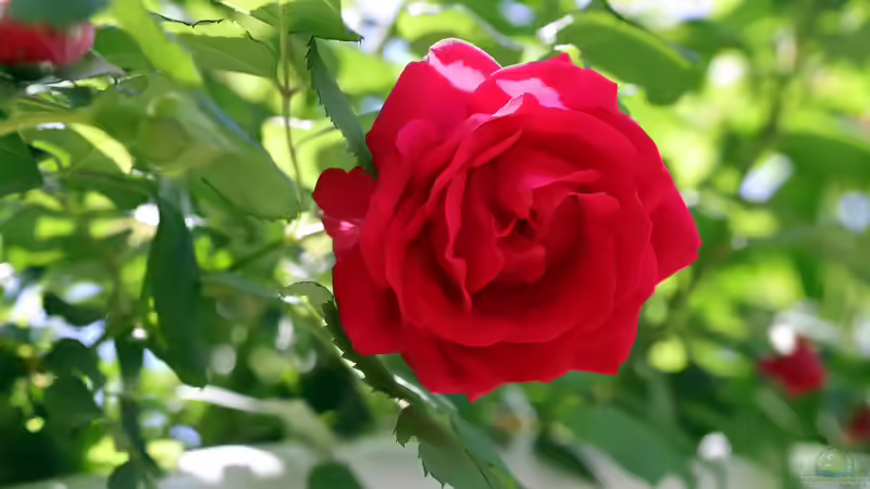 Rote Rosen - Alles, was du für deinen Garten wissen musst