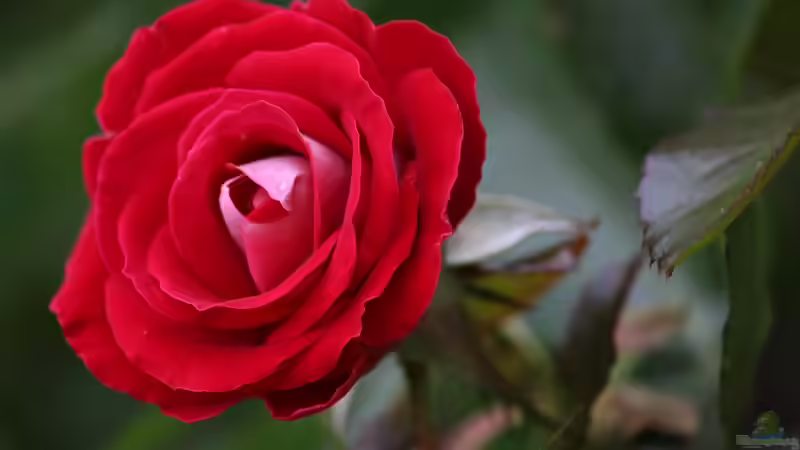 Rote Rosen - Alles, was du für deinen Garten wissen musst
