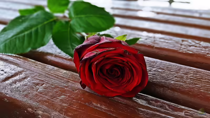 Rote Rosen - Alles, was du für deinen Garten wissen musst