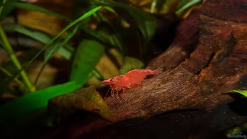 Rote Sakura-Garnele von Helmut Stallhofer (22)