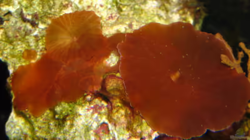 Rote Scheiben von Johannes 88 (33)