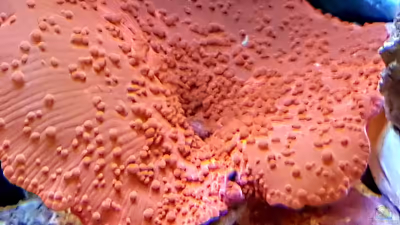 Rote Scheibenanemone von Artur Wegert (10)