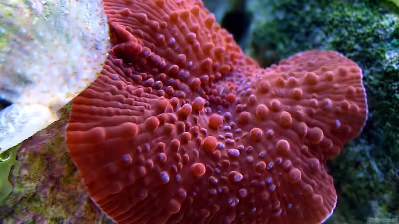 rote Scheibenanemone von Petra Kallmeyer (6)