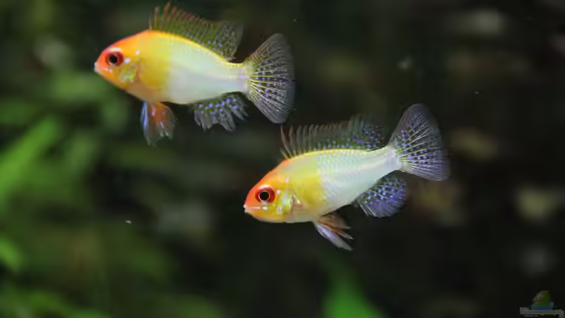 rote Schmetterlingsbuntbarsche (M) von Jumata (17)