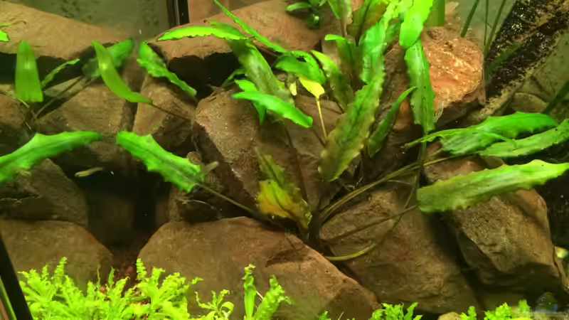 Rote Schottersteine von X-Rayminator (8)