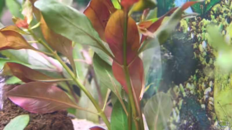 Ludwigia glandulosa im Aquarium pflanzen (Einrichtungsbeispiele für Rote Stern-Ludwigie)