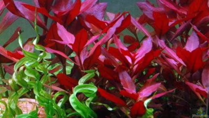 Rote Sternludwigie von Skalar8705 (10)