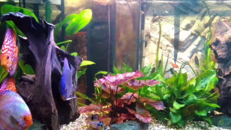 Rote Tigerlotos von Kunibert Schäfer (7)