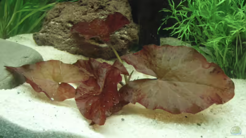 rote Tigerlotus - nymphea lotus rot - Mittel/oder Hintergrundpflanze, die einen guten Bodengrund sowie ausreichende Beleuchtung benötigt von welspapa (7)
