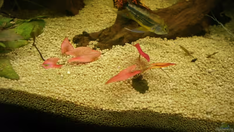 rote Tigerlotus, ein Mal im Boden drin und ein Mal noch an der Knospe von lukasg (6)