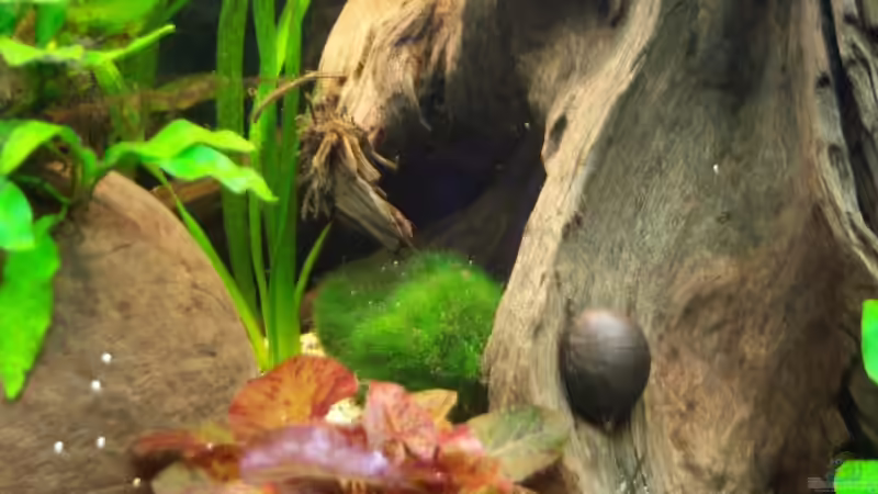 Rote Tigerlotus  von Schratze (24)