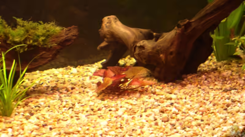 rote Tigerlotus am 06.05.2006 von Mirko Weser (7)