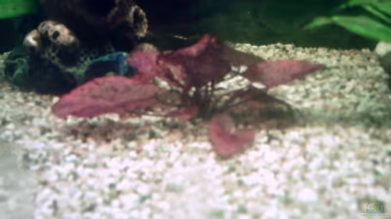 Rote Tigerlotus noch recht klein von Sascha.L (7)