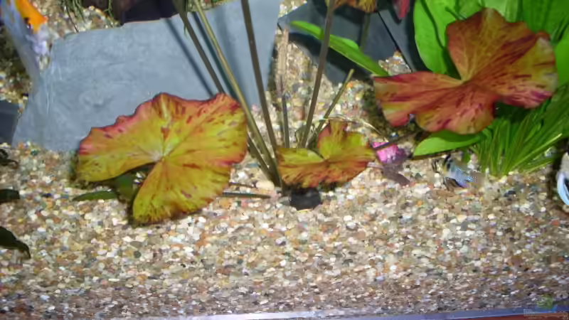 Rote tigerlotus von AQ Nano (3)
