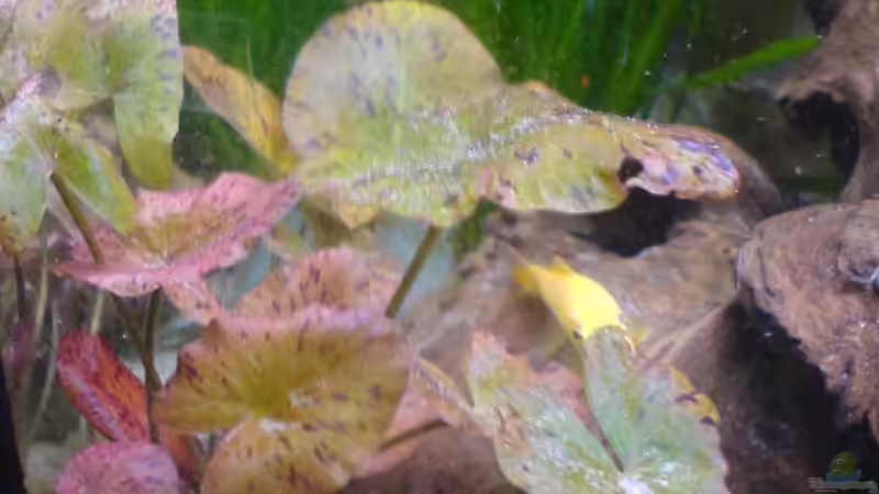 Rote Tigerlotus von Dennis Mair (5)