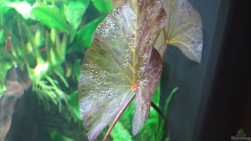 Rote Tigerlotus von Sarah (23)