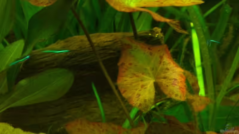 rote Tigerlotus von Schratze (26)