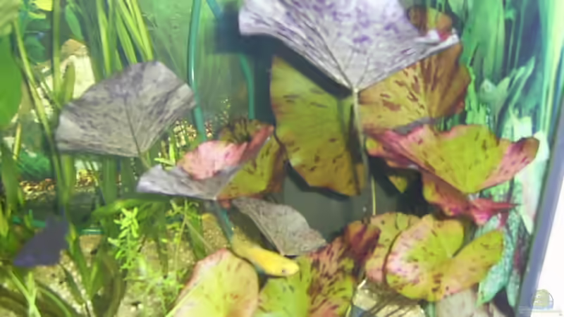 Rote Tigerlotus von Sergej Reiswich (3)