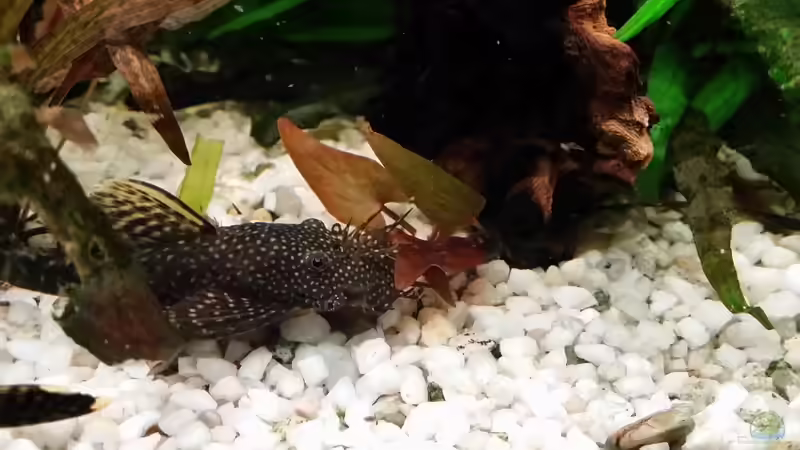 Rote Tigerlotus von Steffen und Felix (85)