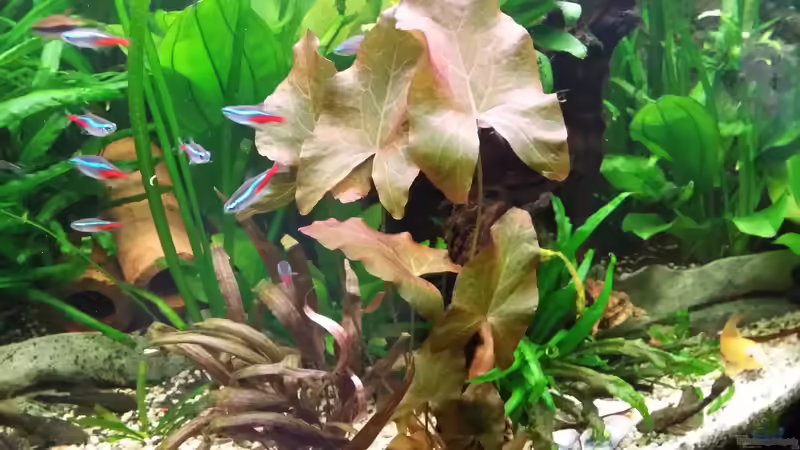 Rote Tigerlotus von Steffen und Felix (86)