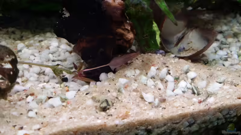 Rote Tigerlotus von Steffen und Felix (88)